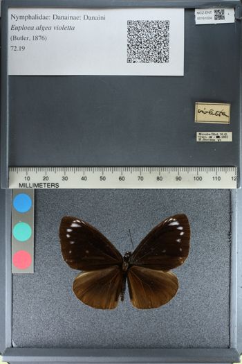 Media type: image;   Entomology 161024